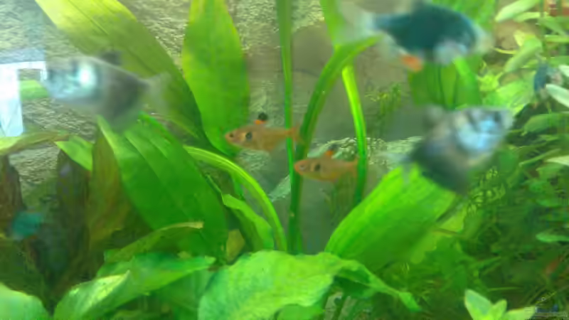 Aquarien mit Hyphessobrycon sweglesi (Roter Phantomsalmler)