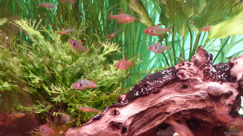 Roter Phantomsalmler  von Eric Mattiszik (11)