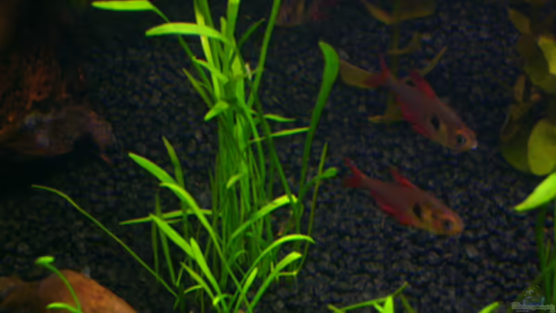 roter Phantomsalmler von *angelfish* (35)