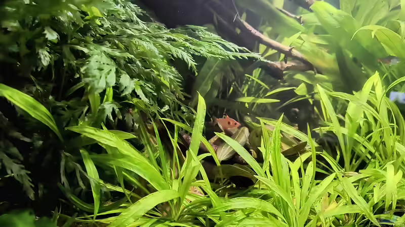 Roter Phantomsalmler von Blackwater (29)