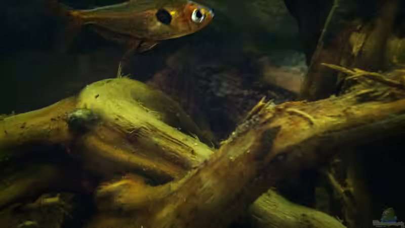 Roter Phantomsalmler von miss_underwaterlove (5)