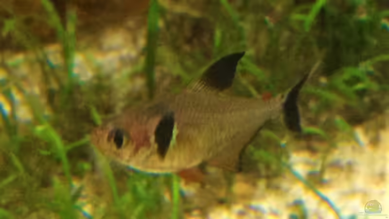 Roter Phantomsalmler von parrots-of-fire.de (14)