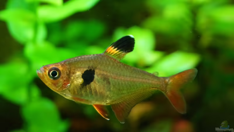 Aquarien mit Hyphessobrycon sweglesi (Roter Phantomsalmler)