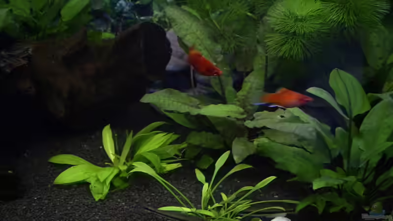 Roter Platy von Lena Maier (2)