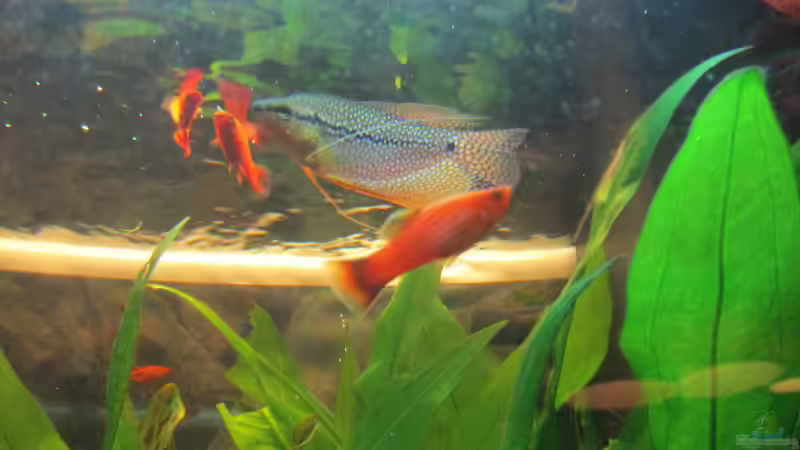 Roter Platy von Mofafi-Liebhaber (30)