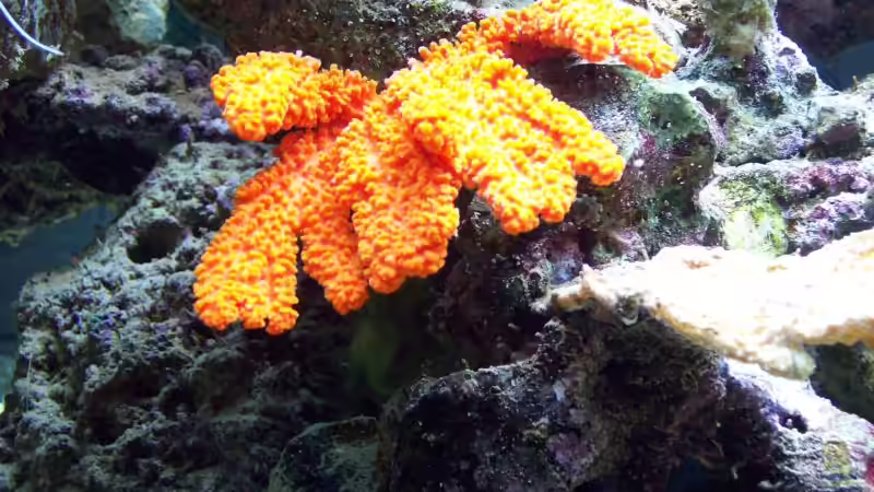 roter Schwamm von Lars Leonhardt (32)