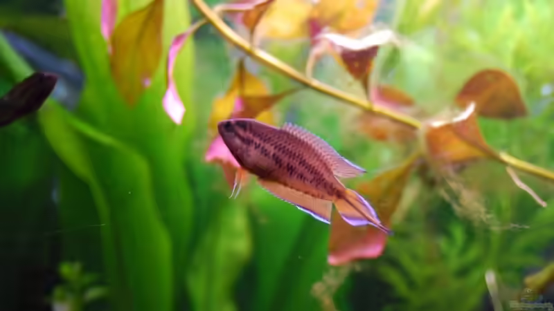 roter Spitzschwanzmakropode von Tobse (9)