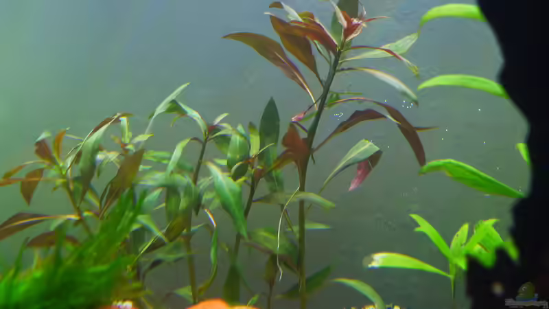 Ludwigia glandulosa im Aquarium pflanzen (Einrichtungsbeispiele für Rote Stern-Ludwigie)