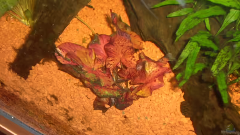 Roter Tigelotus frisch eingesetzt (14.01.10) von Opodeldok (16)