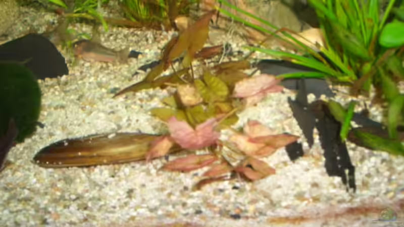 roter tiger lotus von Andre Schumacher (15)