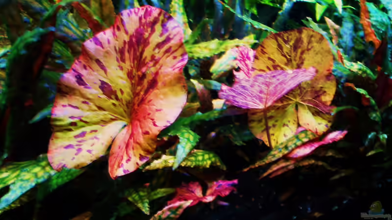 Roter Tigerlostus 21.06.2018 von Reiner Dr. Med. Jesse (64)