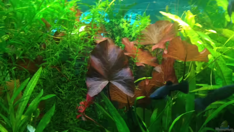 Roter Tigerlostus von Pflanzenbecken (10)