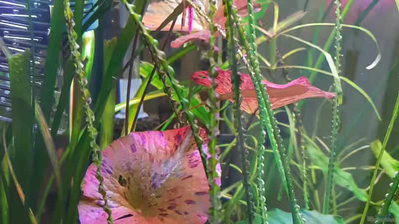 Roter Tigerlotus.    Nymphaea lotus rot, auf Deutsch auch roter Tigerlotus genannt, stammt ursprünglich aus Ostafrika, Madagaskar und dem tropischen Asien.  Nymphaea lotus rot gehört der Familie Nymph von Manuela&Mike (22)