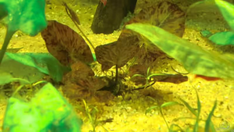 Roter Tigerlotus - Nymphaea lotus rot (aktuell recht klein da Ruhephase) von Sirko Fricke (26)