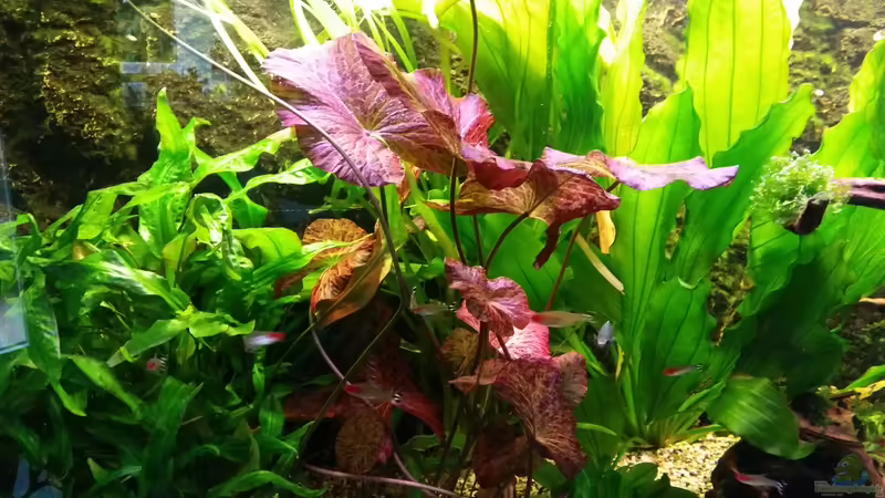 Roter Tigerlotus, Große Amazonas von Gigi (10)