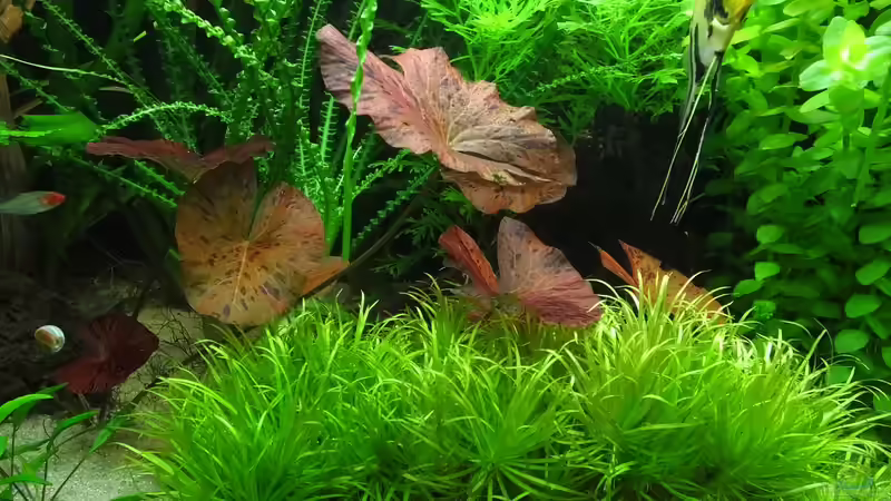 Roter Tigerlotus, Japanisches Fadenkraut von Oberoesterreicher (14)