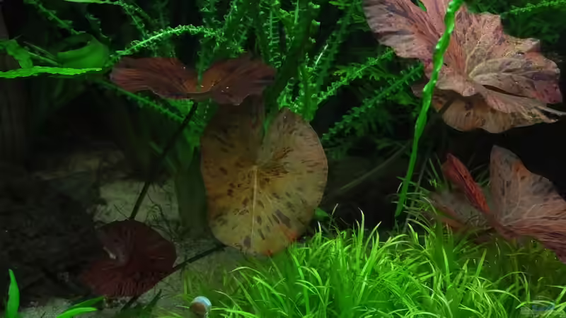 Roter Tigerlotus, Japanisches Fadenkraut von Oberoesterreicher (15)