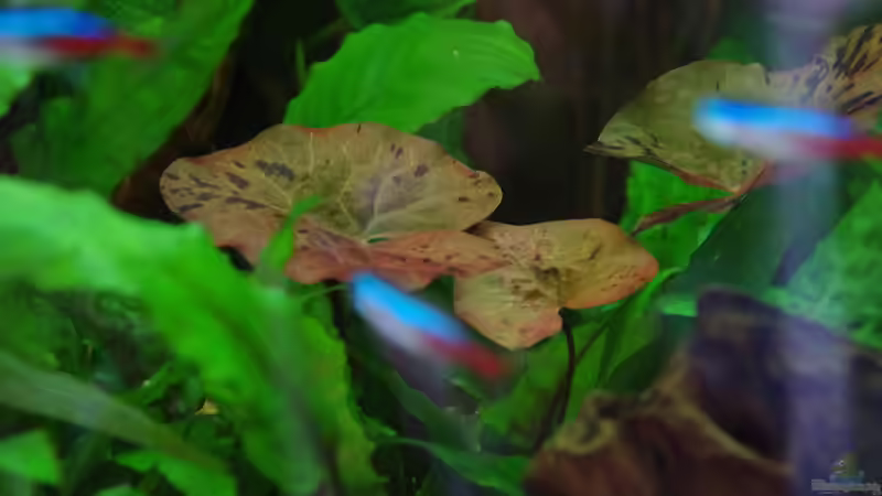 Roter Tigerlotus, Nymphaea lotus von Herr H. (11)