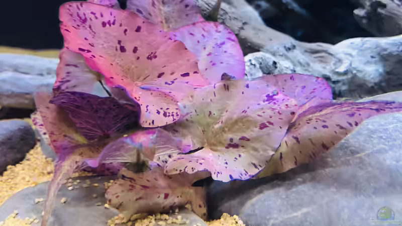 Roter Tigerlotus  von DiskusMummy (18)