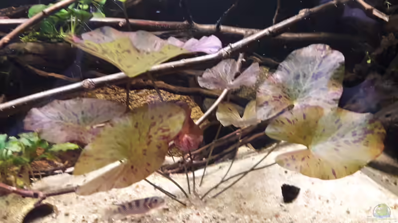 Roter Tigerlotus  von Fichte (5)