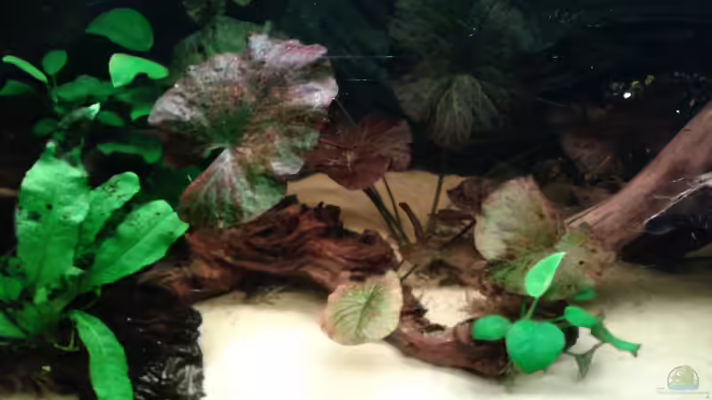 Roter Tigerlotus  von Snow-white89 (4)