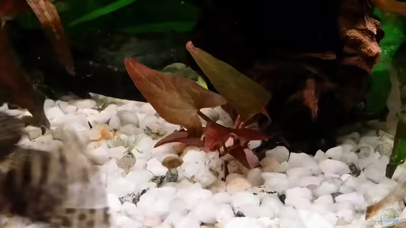 Roter Tigerlotus  von Steffen und Felix (84)