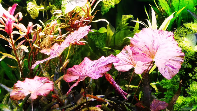 Roter tigerlotus 21.07.2018 von Reiner Dr. Med. Jesse (68)