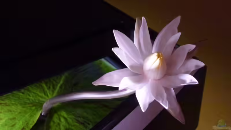 Roter Tigerlotus Blüte von Mad Max (4)