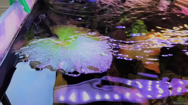 roter Tigerlotus mit Schwimmblättern von Raven887 (23)