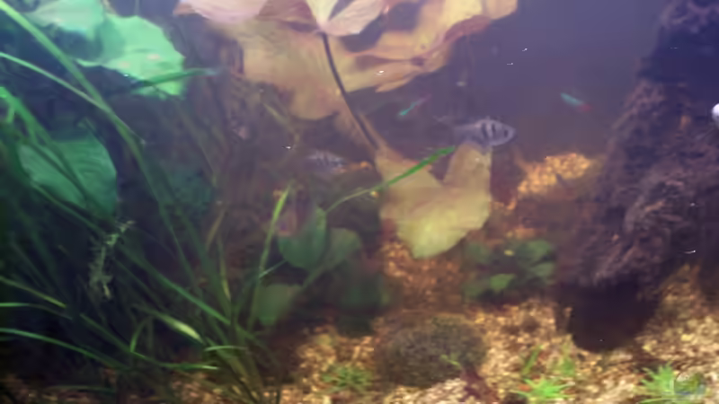 Roter Tigerlotus (Nymphae lotus ´rot´) von Jens J. (9)