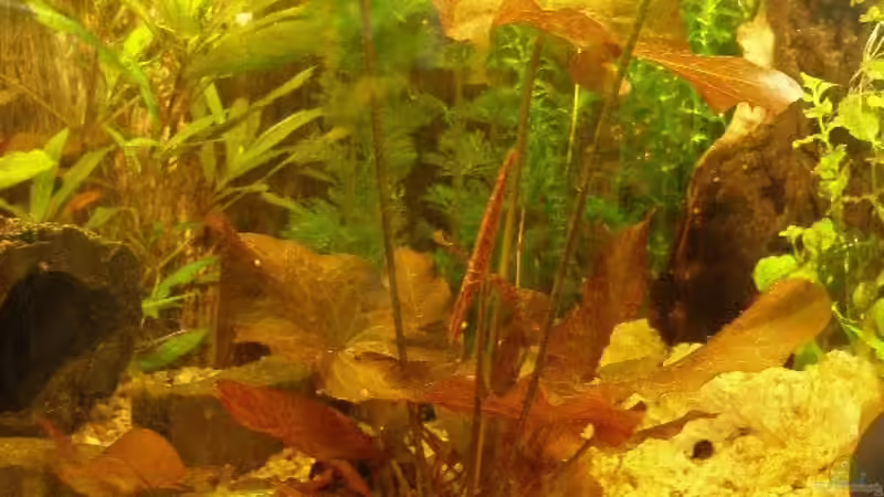 roter Tigerlotus (Nymphaea lotus rot)  von Maja Knodel (7)