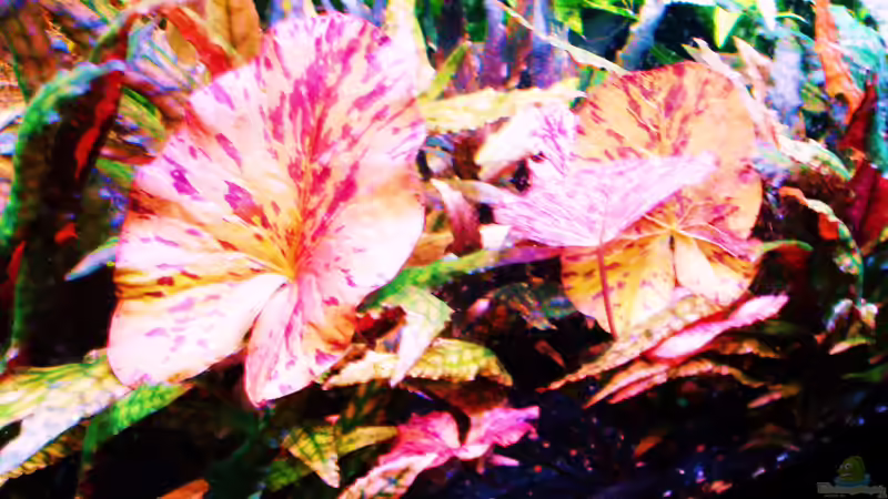 Roter Tigerlotus treibt neu aus 09.07.2018 von Reiner Dr. Med. Jesse (65)