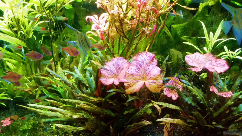 Roter Tigerlotus treibt neu aus 09.07.2018 von Reiner Dr. Med. Jesse (66)