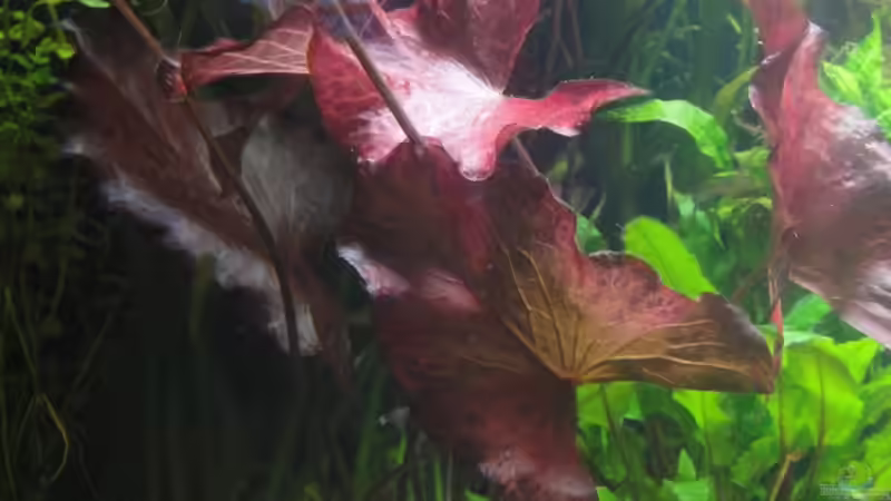 roter Tigerlotus und daneben Echinodorus von Sabrina Plankensteiner (28)