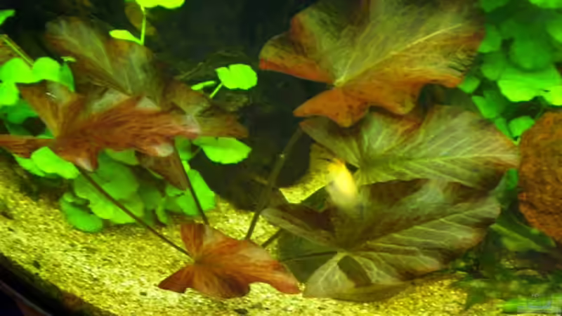 Roter-Tigerlotus von Adamov (22)