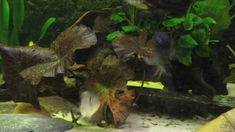 roter Tigerlotus von Alexander Beutner (7)