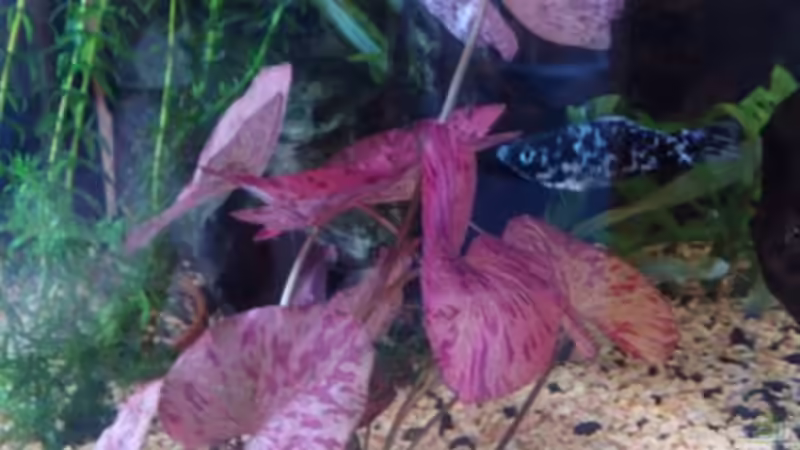 Roter Tigerlotus von Andy Klein 86 (10)