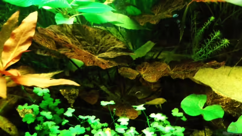 roter Tigerlotus von Babsi Aud (22)