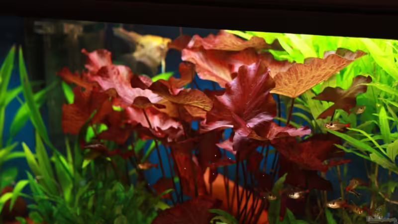 Roter Tigerlotus von balzman (14)