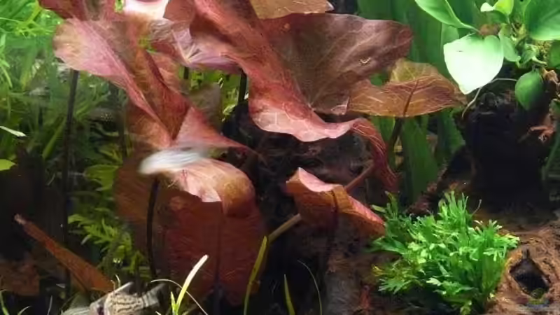 Roter Tigerlotus von Daniel Hentschel (3)