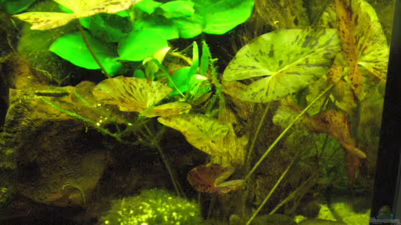 Roter Tigerlotus von Erwinio (5)