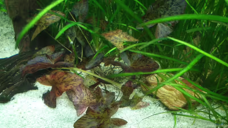 Roter Tigerlotus von Fuujida (10)