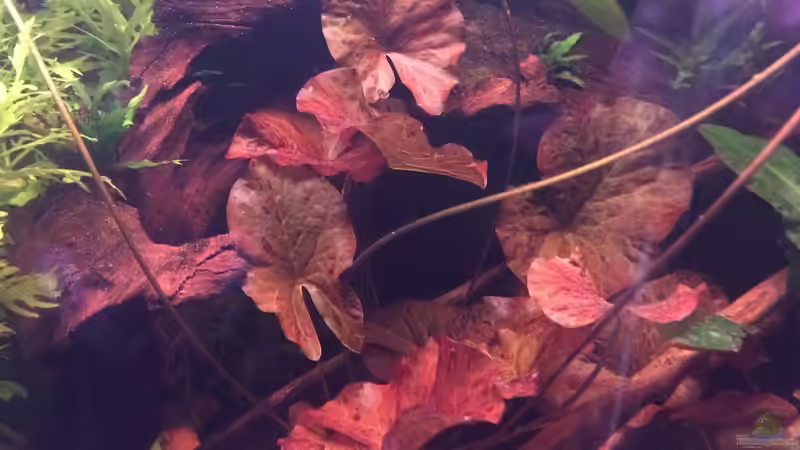 Roter Tigerlotus von Harald Kästner (17)