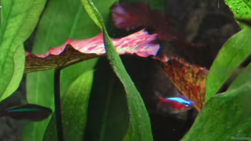 roter Tigerlotus von Heiko Schneider (8)