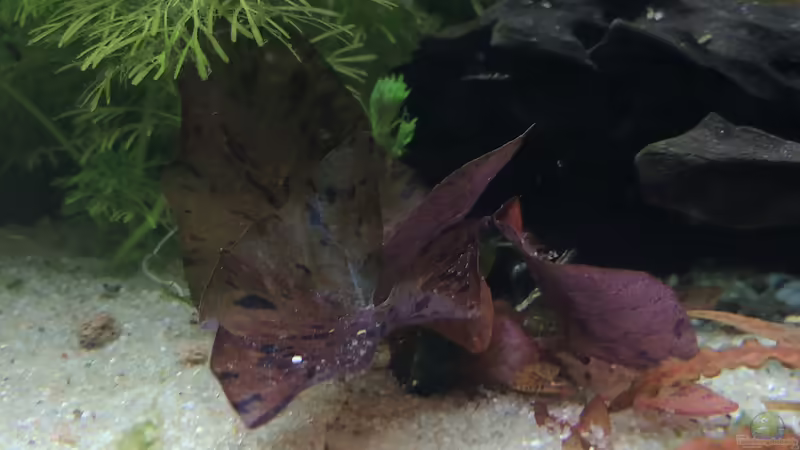 Roter Tigerlotus von Lily (26)