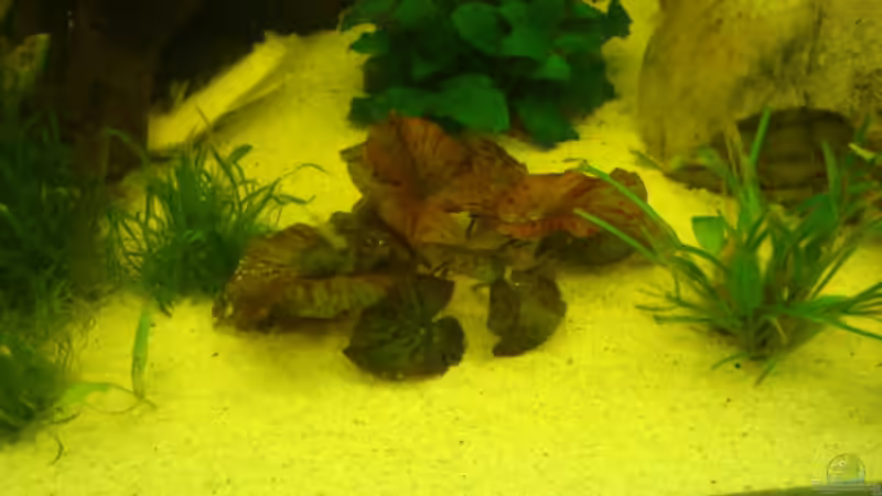 roter tigerlotus von Manuel Pieper (5)