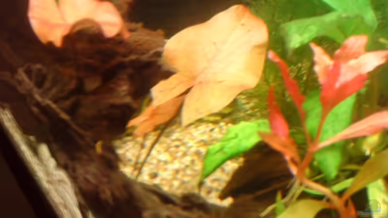 Roter Tigerlotus von Marcus Roth (13)