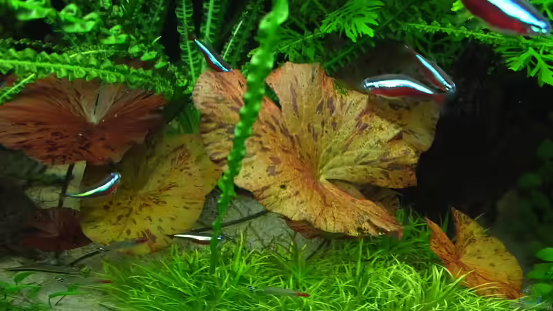 Roter Tigerlotus von Oberoesterreicher (18)