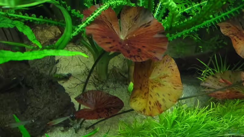 Roter Tigerlotus von Oberoesterreicher (19)