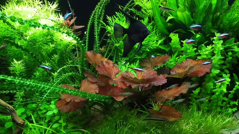 Roter Tigerlotus von Oberoesterreicher (21)